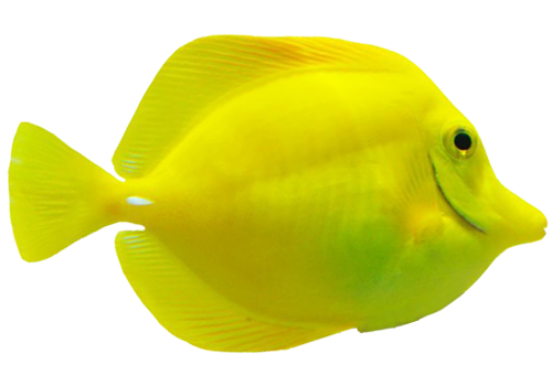 黄金吊鱼2