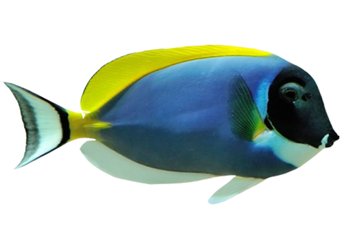 深海鱼5