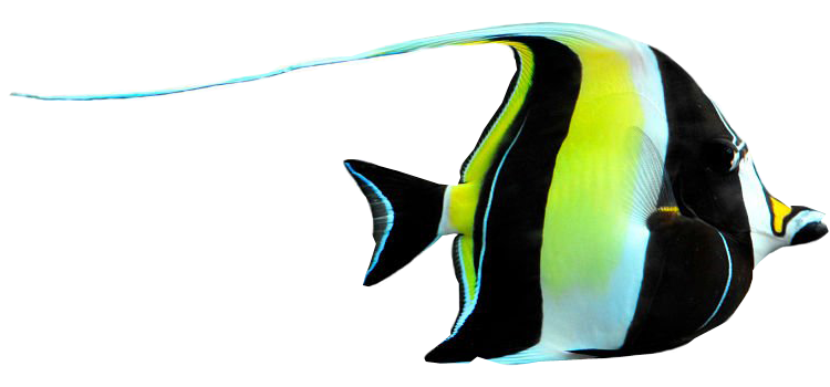 深海鱼7