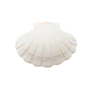 贝壳