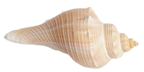 海螺