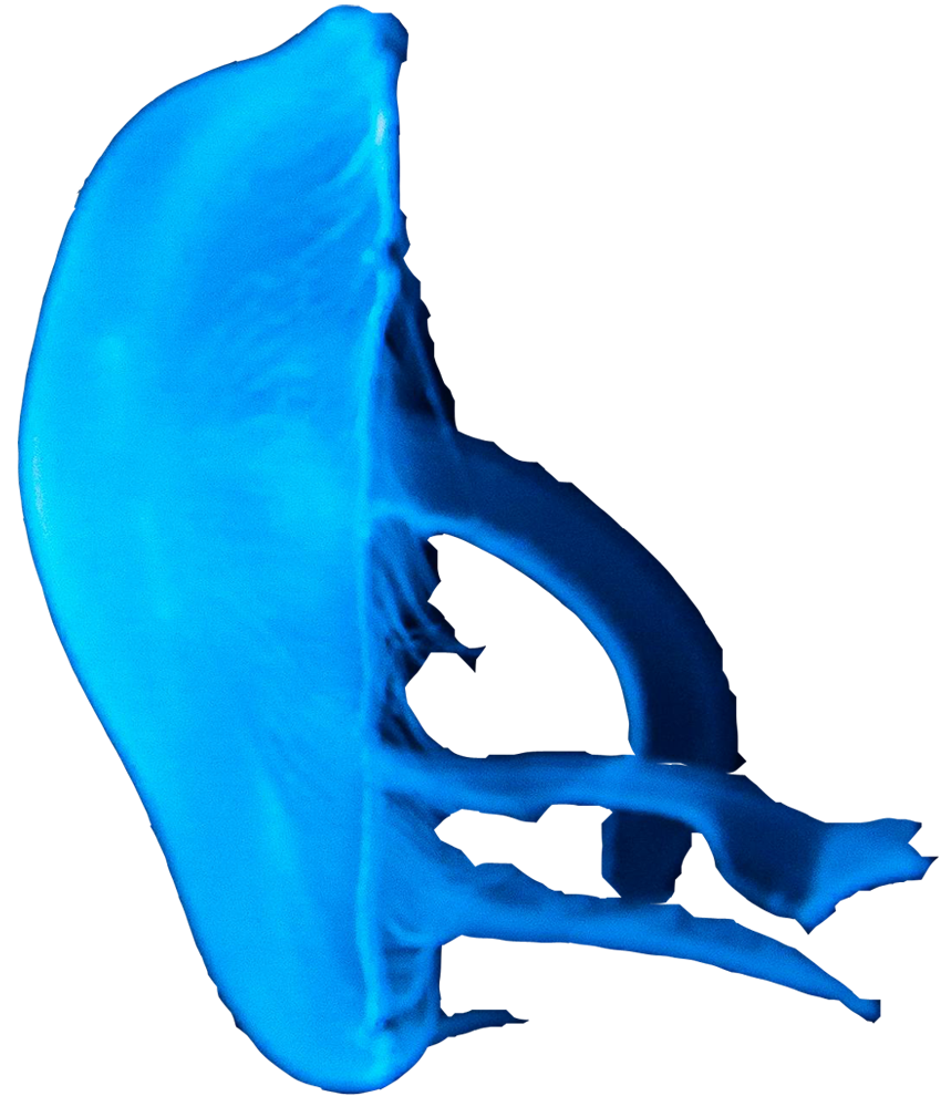 水母