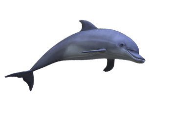 海豚