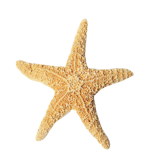 海星1