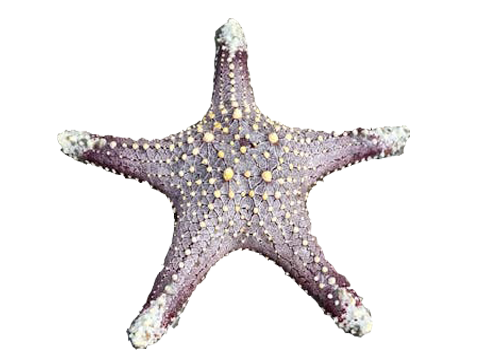 海星2